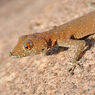 Twyfelfontein - Namib Day Gecko